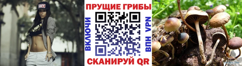 Купить  Мелеуз  Галлюциногенные грибы Psilocybe 